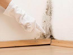 Why You Should Choose Our Mold Remediation Services in Rising Sun, IN